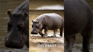 Названия диких животных и их звуки детям. Голоса #диких #животных. Как говорят #животные