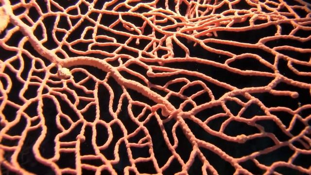 Pygmy seahorse at Tubbataha reef, Philippines on 30 Apr 2018 смотреть онлайн