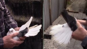 Город Мирноград голуби Шулепа.Г.И