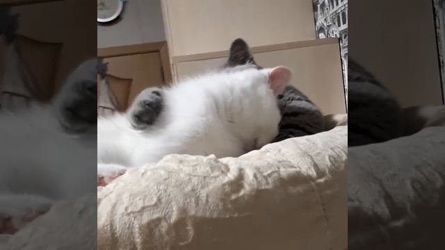 Белые британские котята с питомника Мирасинель смотреть онлайн