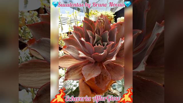 🌸Echeveria AfterGlow🌸 смотреть онлайн
