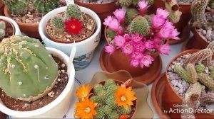 Кактусы-Ребуция Цветут безподобно ?