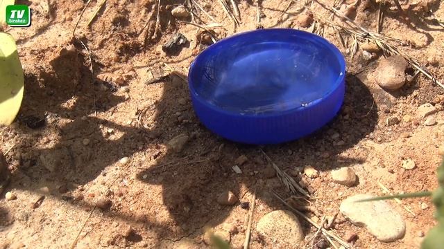 КАК избавиться от муравьёв на даче смотреть онлайн