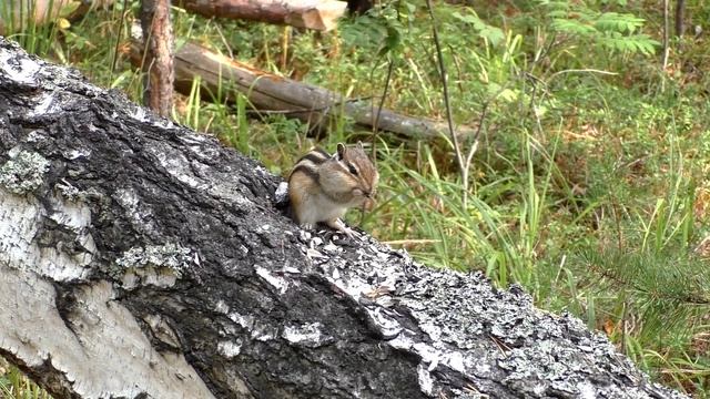Танцующий Бурундук смотреть онлайн