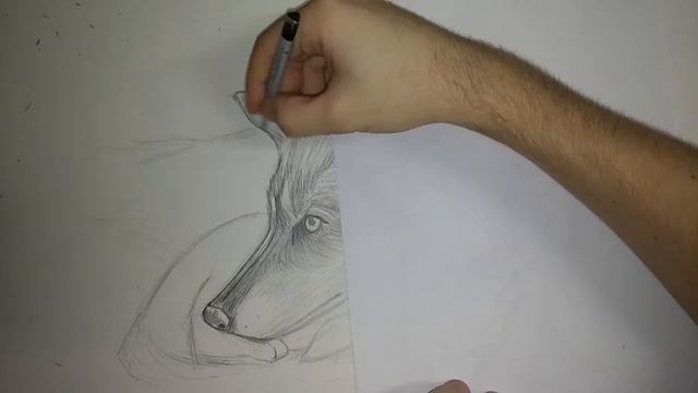 How to draw a wolf and his puppy/Как нарисовать волчицу со своим волчонком смотреть онлайн