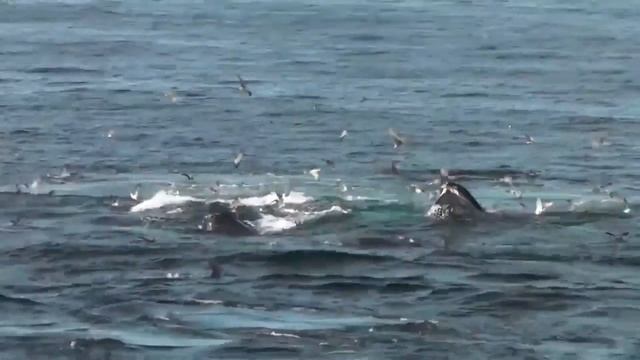 Terapia Sanadora con Canto de Delfines | Ballenas | Belugas | Orcas | Cetáceos ??? Sonido 8D ? смотреть онлайн