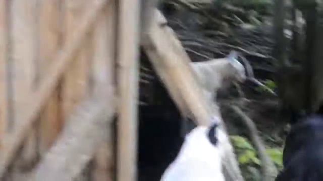 Кайфуем на даче смотреть онлайн