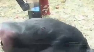 красножопая макака