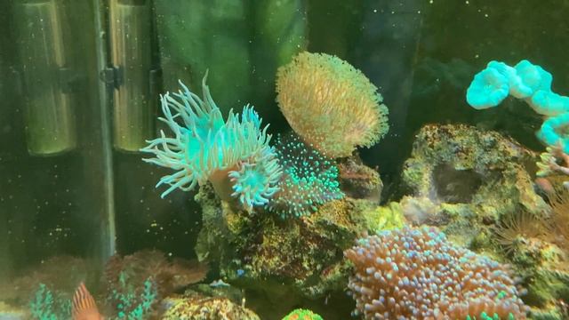 У коралла Дункан (Duncan Sp) появилась новая голова.