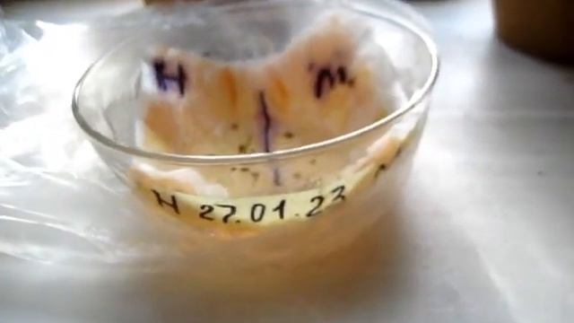 КОМНАТНЫЕ ПОМИДОРЫ, семена проросли за неделю смотреть онлайн