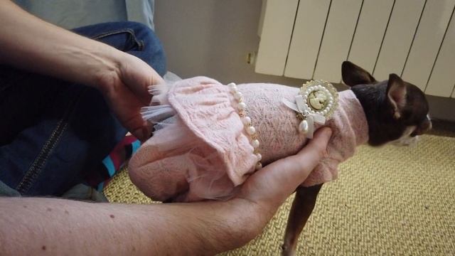 Розовое платье для маленькой собаки. Новинка гардероба чихуахуа Фондю смотреть онлайн