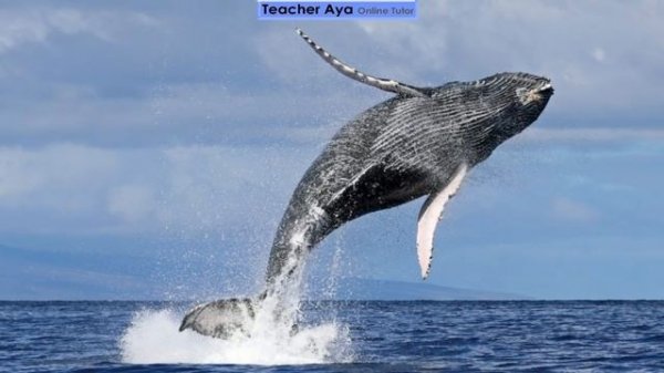 Sea Animals | Learn the different sea animals | Video of sea animals