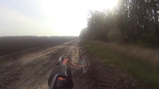 Гонка Осенний Тандем - 2016 г.Краснодар. 23.10.2016 Скутер 2 собаки Грицук С.Н. смотреть онлайн