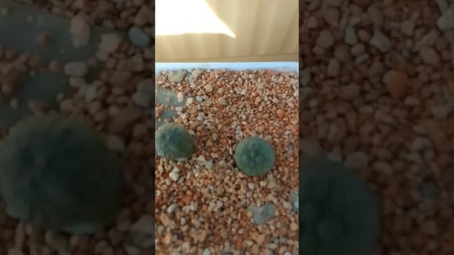 Pseudolithos migiurtinus. Псевдолитос. смотреть онлайн