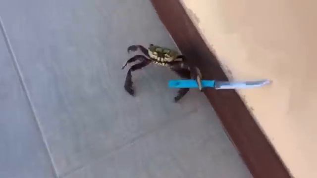 Calamity Mod New Crabulon Fight Leaked! смотреть онлайн