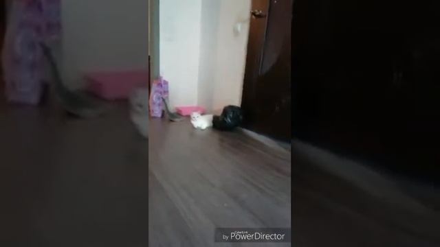 Белый кот,черный плащ смотреть онлайн