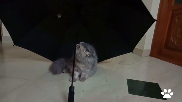 The 90's Umbrella🌂 смотреть онлайн