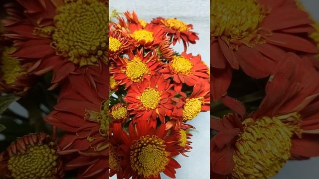 Корейская хризантема Теракотт коралл смотреть онлайн