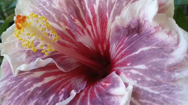 гибискус M . Mervil Fentazi цветение смотреть онлайн