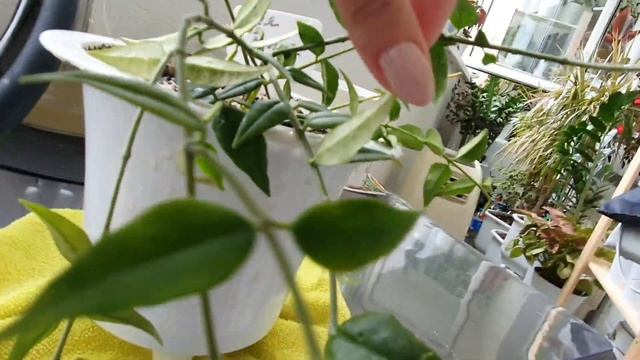 VLOG 08.07.2023 г Домашние дела/ Мотивация на уборку/ Чищу духовой шкаф/ Обрабатываю комнатные цвет смотреть онлайн