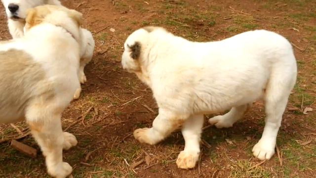 Продается щенок алабая 11 недель (продан) смотреть онлайн
