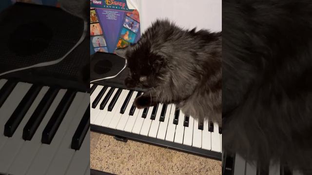 Cat смотреть онлайн