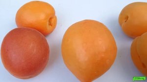 Очень ранние сорта абрикос Цунами Вондер кот, Эрли блуш, Астраханский ранний-итоги, Астрахань 2022г