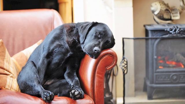 Лабрадор ретривер | Все о породе собак Лабрадор смотреть онлайн