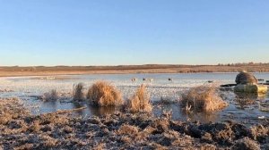 ОХОТА НА ГУСЯ 2023. МАНОК НА ГУМЕННИКА КЫНАТ "ТУНДРА"