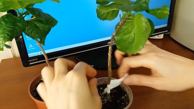 Гибискус прививка через месяц смотреть онлайн