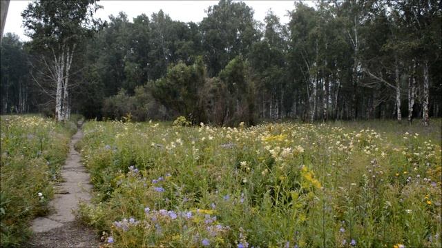 Назаровская березовая роща ( июль, утки) смотреть онлайн