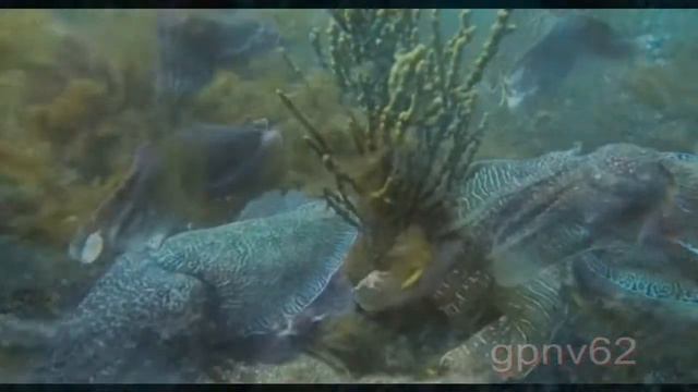 Relaxing Music -Cuttlefish are funny creatures. смотреть онлайн