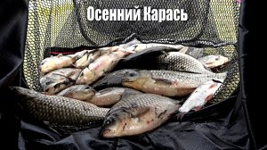 Осенний КАРАСЬ Чулым