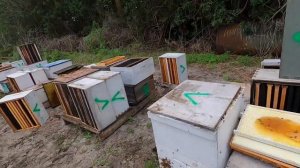 18 12 19 Где во Флориде пчелы живут. Работа в США. Один день из жизни американского пчеловода. #1