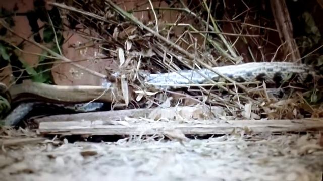 кобра атакует змею=cobra snake attacks смотреть онлайн