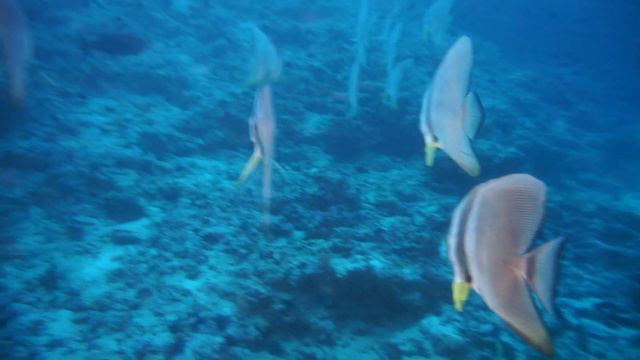 #diving  #дайвинг #relax #scubadiving Relax From Maldives