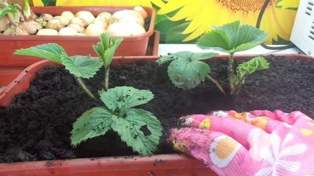 ОГОРОД НА БАЛКОНЕ. КЛУБНИКА. Ольга Чернова. смотреть онлайн