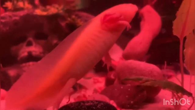 ,,Наш Аксолотль желает вам Доброго утра !,,((Our Axolotl Wishes You Good Morning!))2020