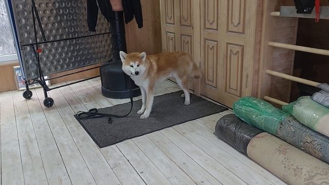 Аки. Пройден первый уровень команды стоять-5 минут (выдержка).