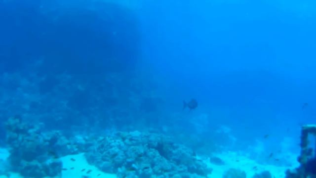 Дайвинг на Красном море.Shark & Yolanda Reefs. мои унитазные приключения 2. смотреть онлайн