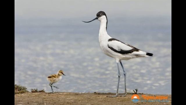 Птицы Краснодарского края смотреть онлайн