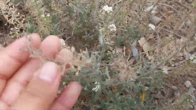 Asmr | en la calle + sonidos de piedras y plantas 🪨🌿 смотреть онлайн