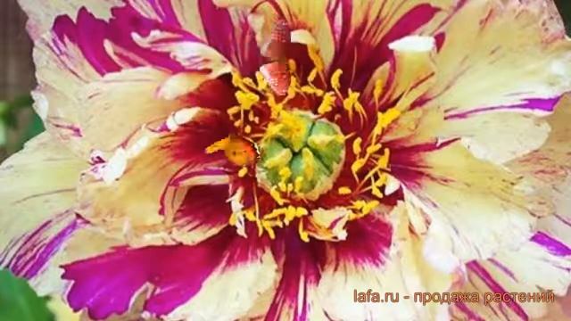 Пион ито Лоллипоп (pion-ito-lollipop Lollipop) ? обзор: как сажать, саженцы, луковицы пиона Лоллипо