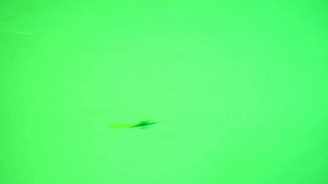 Малёк ,,Золотой рыбки,, Тест. смотреть онлайн