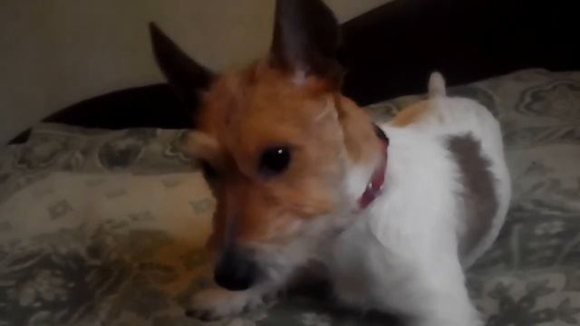 У меня появилась собака смотреть онлайн