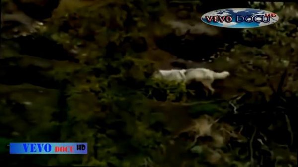 The Grey Wolf / Gray Wolves Hunting In the Wild [Animal Nature Wildlife Documentary]