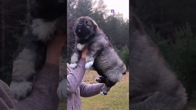Кавказская овчарка Богатыри Вели Руна 1,5 мес смотреть онлайн
