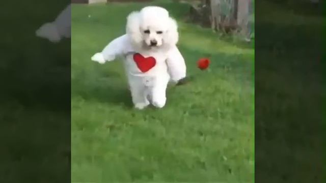 Как подарить розу смотреть онлайн