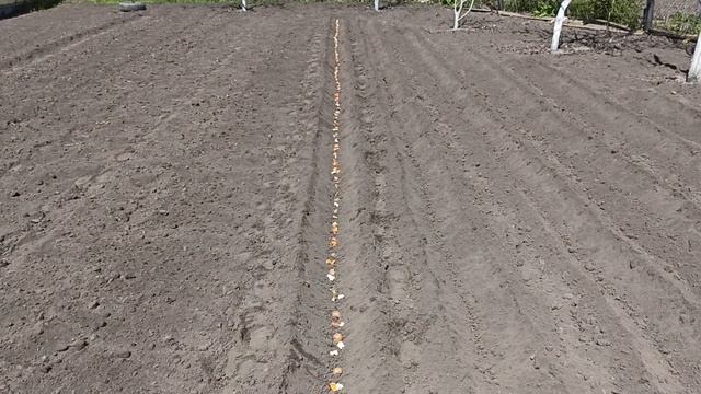 Садим картофель с мандариновой начинкой от жука:) смотреть онлайн