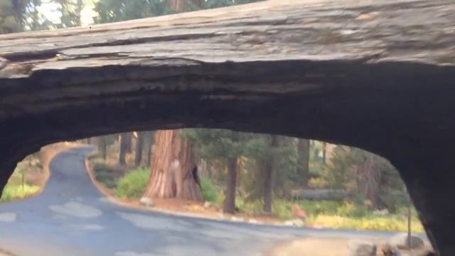 Тоннель в стволе секвойи смотреть онлайн